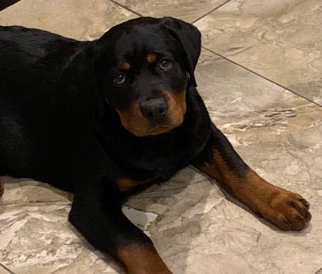 rottweiler-puppy-for-sale